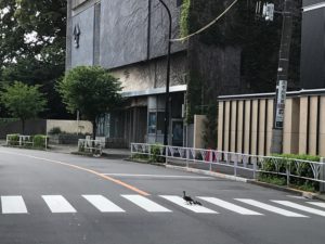 ohashi jozu tokyo abbey road